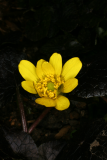 Ranunculus ficaria 'Brazen Hussy' RCP3-10 063.jpg